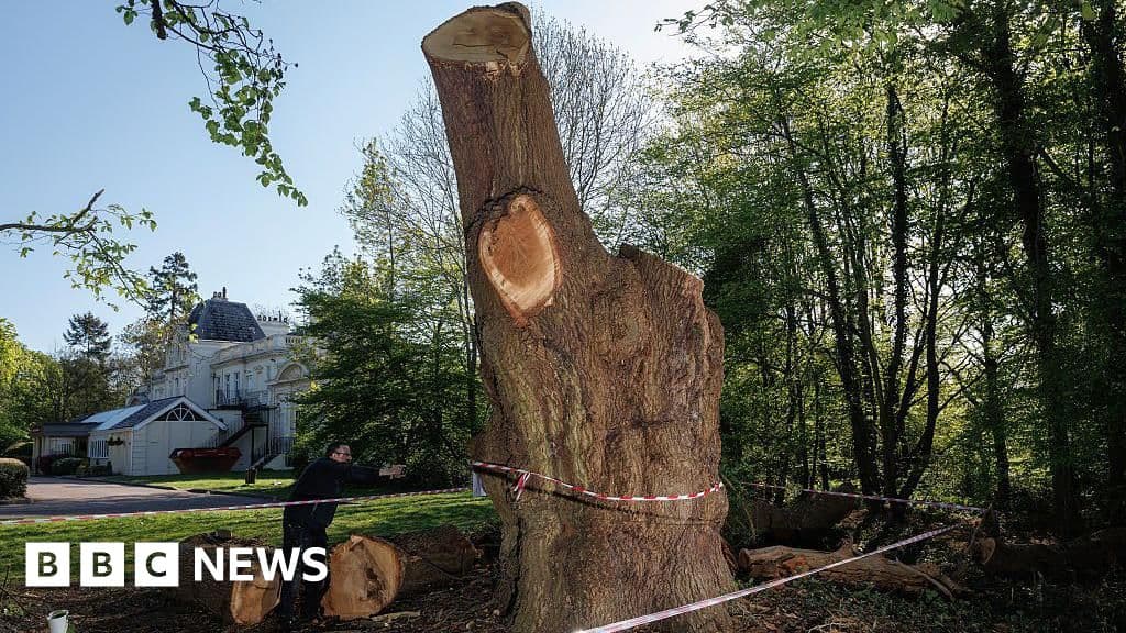 Toby Carvery and council make peace in legal battle over felled 500-year-old oak tree