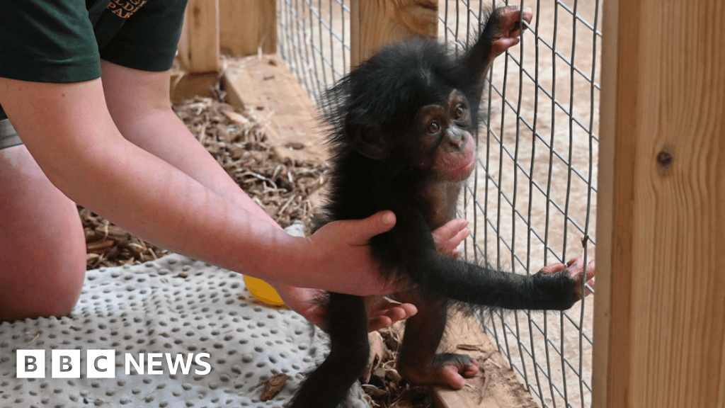 Chimp sleeps in park owner's bed after rejection