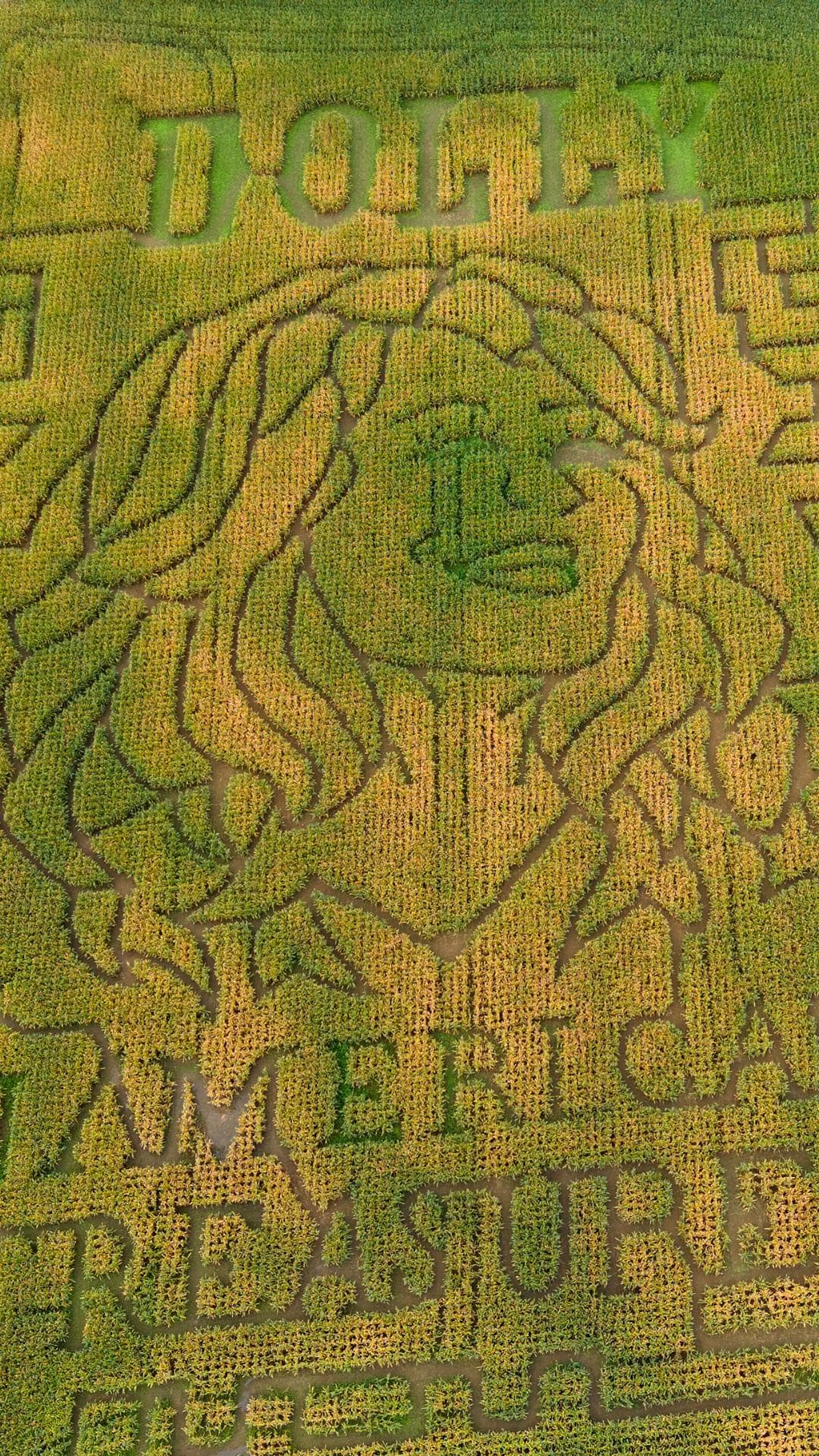 Tá Dolly Parton sa pháirc arbhair.