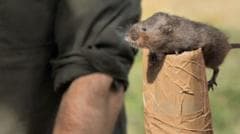Endangered water voles introduced to reserve