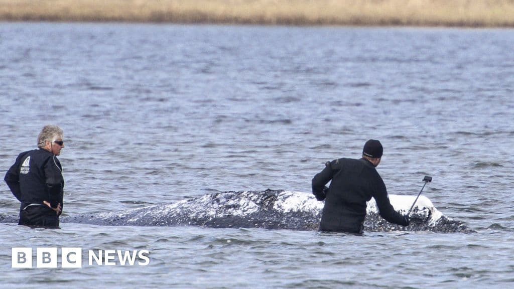 Dead whale towed ashore in Denmark ahead of autopsy