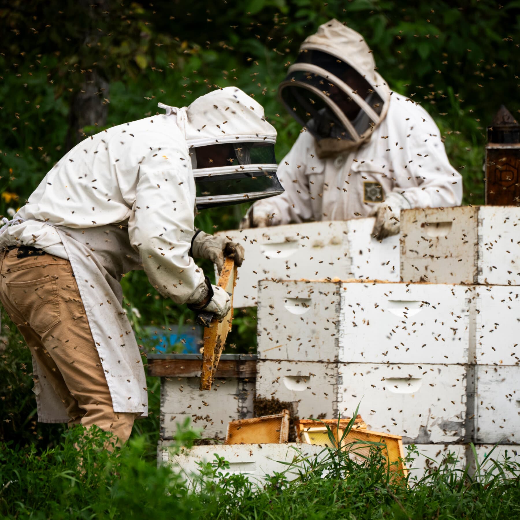 Une mauvaise année pour les abeilles devient pire avec les taxes de Trump
