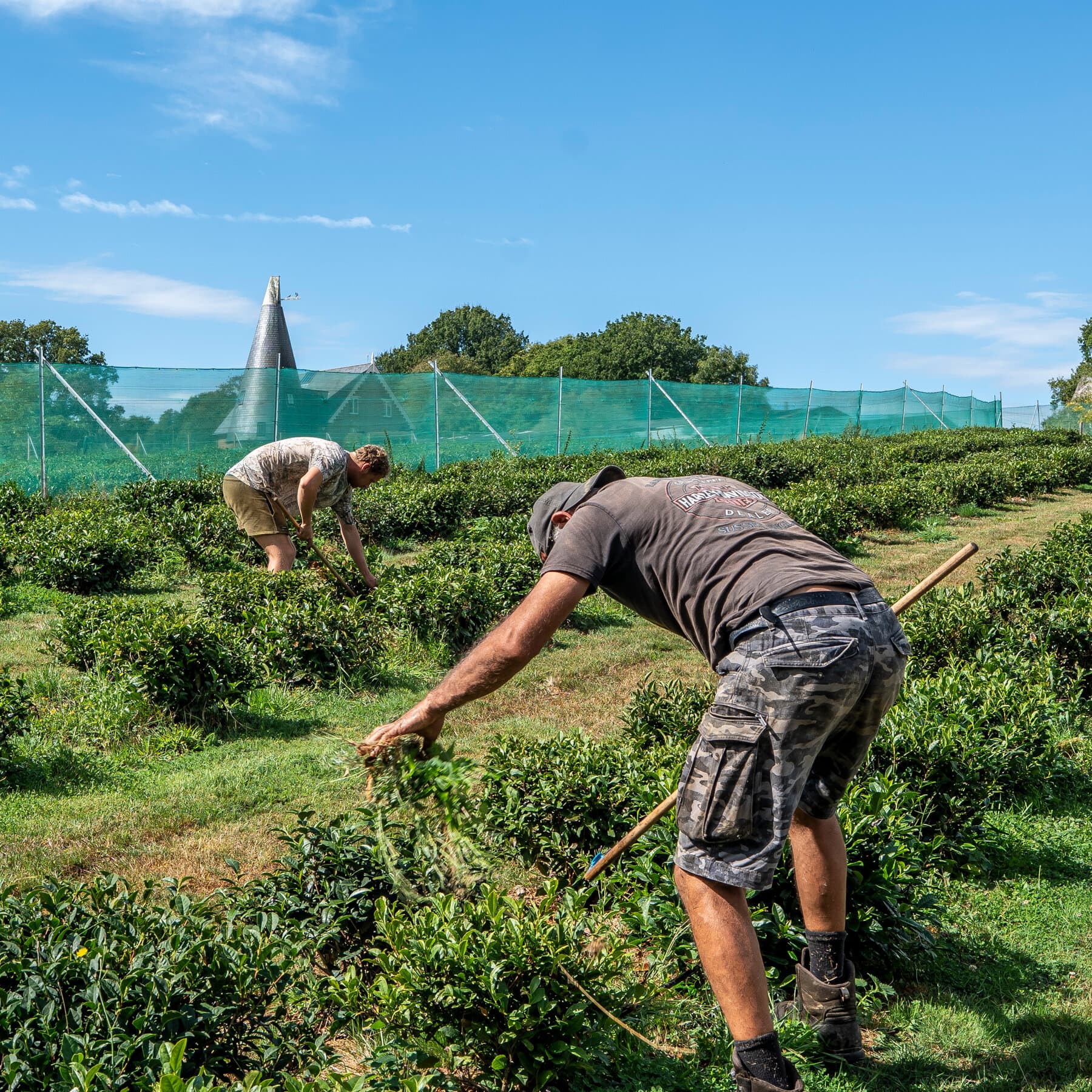 In England — Yes, England — Tea and Cantaloupe Grow as the Climate Warms